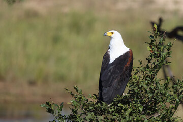 Afrikanischer Schreiseeadler / African fish-eagle / Haliaeetus vocifer.