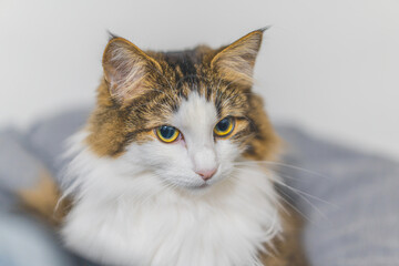 Cat stares