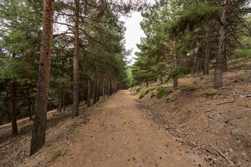 pedestrian dirt road in Sierra Nevada