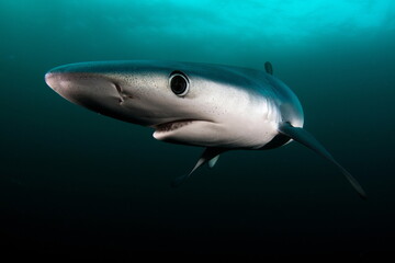 Blue Shark on Cape Point South Africa