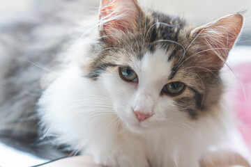 Cat staring