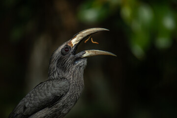 Female Malabar Grey Hornbill gulping on worms
