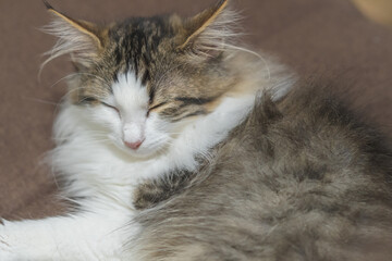 Fototapeta na wymiar Cat sleeping