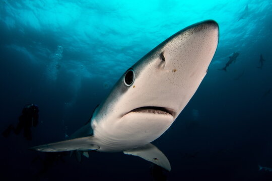 Blue Shark on Cape Point South Africa