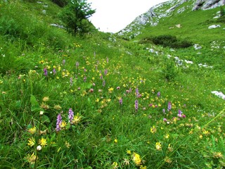 meadow with yellow common kidney vetch and pink fragrant orchid or marsh fragrant orchid in Julian...