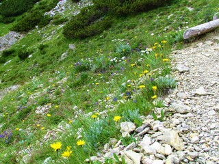 Colorful alpine meadow with yellow, blue and white flowers incl. silvery yarrow (Achillea clavennae) in julian alps, Slovenia © kato08