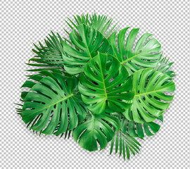Bush Green Monstera leaf isolated transparency white background.Tropical leaves object clipping path