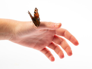 European peacock, peacock butterfly ,Inachis io on a girl hand