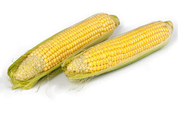 Corn on the cob isolated on a white background. View from another angle in the portfolio.