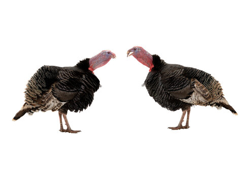 two turkey on a white background