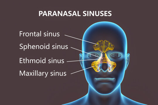 Sinuses bilder – Bläddra bland 19,631 stockfoton, vektorer och videor ...
