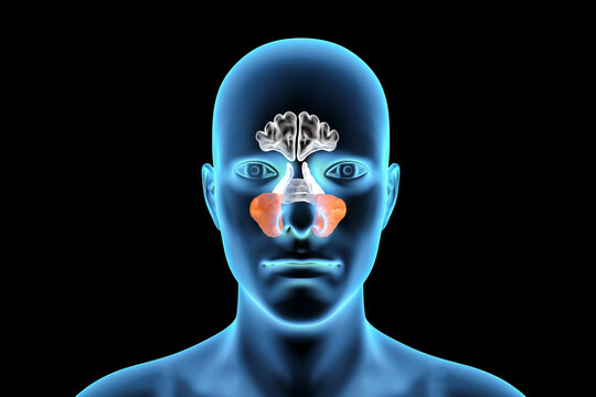 Anatomy of paranasal sinuses