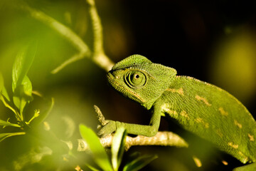 Chaneleon on a branch
