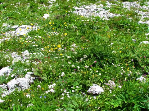 Colorful apine wild garden with white, yellow and pink blooming flowers in Julian alps, Slovenia