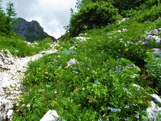 Hiking trail leading past an alpine meadow incl. blue blooming alpine forget-me-not in Julian alps and Triglav national park, Slovenia