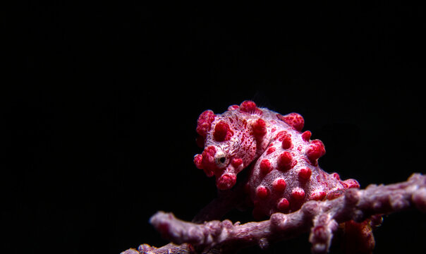 Pigmy Seahorse (Hyppocampus Bargibanti) Pink type, on a Gorgonia sea fan in Tulamben, Bali, Indonesia