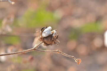 Cotton flower in the cotton flower field.As raw material Apparel, fashion clothes
