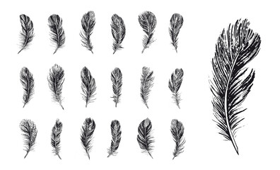 Feathers set, Hand drawn style, vector illustrations.