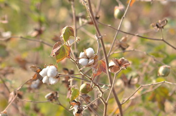 Cotton flower in the cotton flower field.As raw material Apparel, fashion clothes