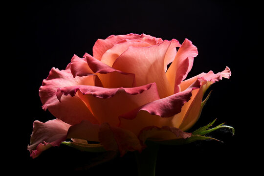 Blooming garden rose backlited by low key light on black background. Full depth of field.