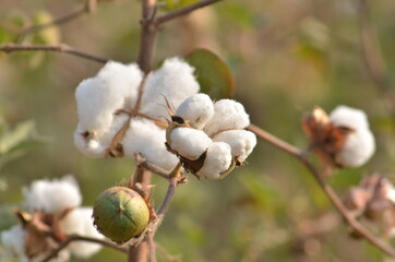 Cotton flower in the cotton flower field.As raw material Apparel, fashion clothes