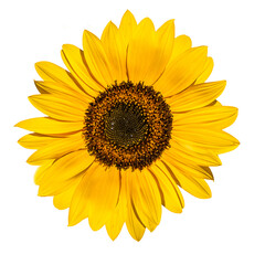 Sunflower flower isolated on a white background. View from another angle in the portfolio.