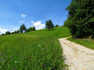Naklejka premium Grass covered slopes bellow Osolnik hill in Gorenjska, Slovenia