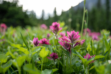 Pink Scarlet Paintbrush in focus in front of blury wildflower