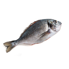 Frozen dorado fish.  White background. Isolated.
