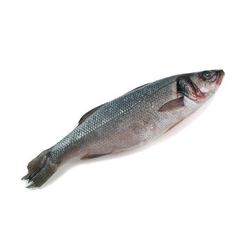 Frozen sea bass. White background. Isolated. View from above.
