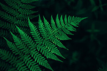 Perfect natural fern leaves background.