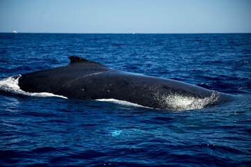 Fototapeta premium Baleine à bosse, La Réunion