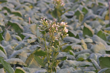 tobacco flower in big Tobacco field.View of young green tobacco plant in field