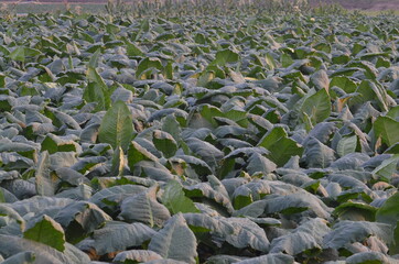 Fototapeta premium Tobacco green leaf texture for background,View of young green tobacco plant in field