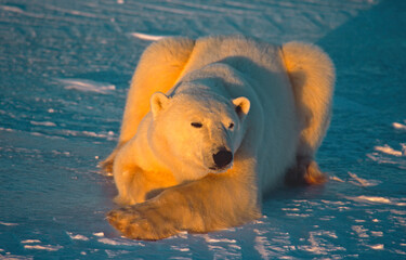 large polar bear lying on Arctic snow