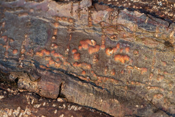 Hintergrund Rinde einer Fichte