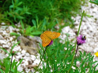Orange silver-washed fritillary (Argynnis paphia) male butterfly