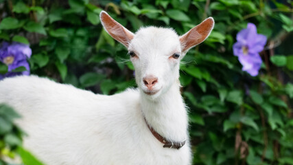 Fototapeta premium White young goat among the greenery and flowers