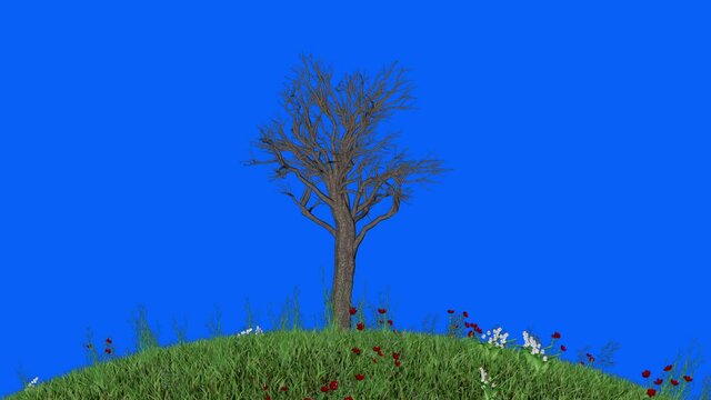 Tree Timelapse Growing on Round Flower Blooming Field, Blue Screen Chromakey