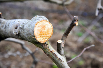fresh pruned apple branches after winter pruning in january