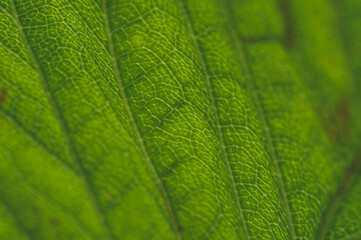 Texture de feuille verte ondulée