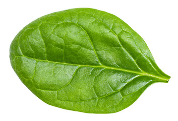 Fototapeta na wymiar single fresh green leaf of Spinach leafy vegetable isolated on white background