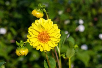 Yellow dahlia in the garden among the greenery on a sunny day