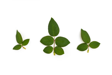 Collection of green rose leaf with branch isolated in white background.