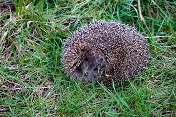 A small hedgehog in the green grass curled up in a ball. The hedgehog poked his nose out of the...