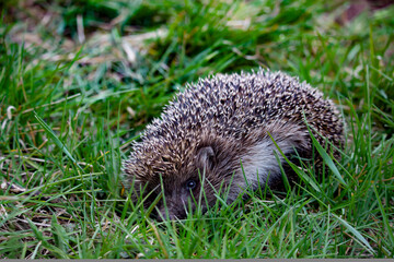 The hedgehog hid in the green grass. Summer nature. A little hedgehog in the wild. A day in the...