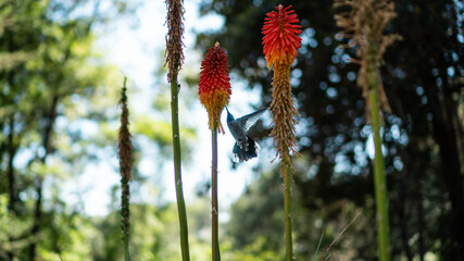 COLIBRÍ VOLANDO COMIENDO © Maximiliano