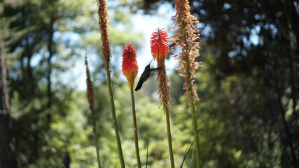 COLIBRÍ VOLANDO © Maximiliano