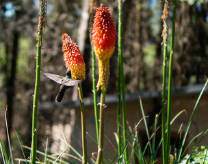 COLIBR&Iacute; VOLANDO COMIENDO