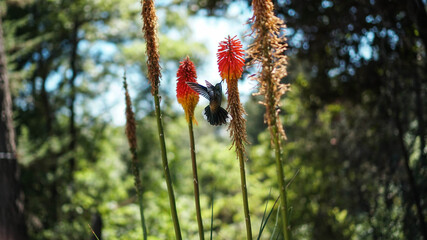 COLIBRÍ VOLANDO COMIENDO © Maximiliano